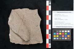 Foto (Objekt + Etikett) von Puccinites zosterae Ettingshausen (NHMW-GEO-2024-0188-6618)